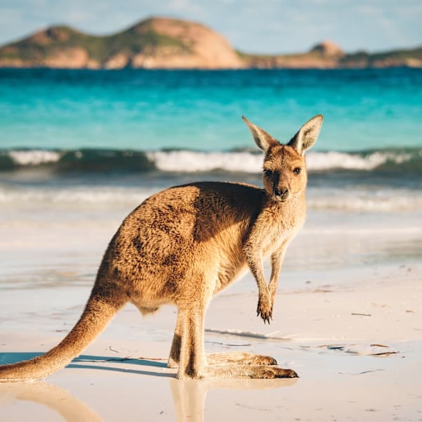 Australian Roadtrip: East Coast & Nature Adventure!