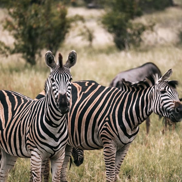 Südafrika by LisaxDaniel: Krüger, Garden Route & Cape Town