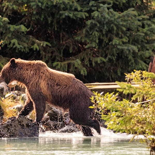 Kanada Roadtrip: Vancouver Vibes & Rocky Mountains