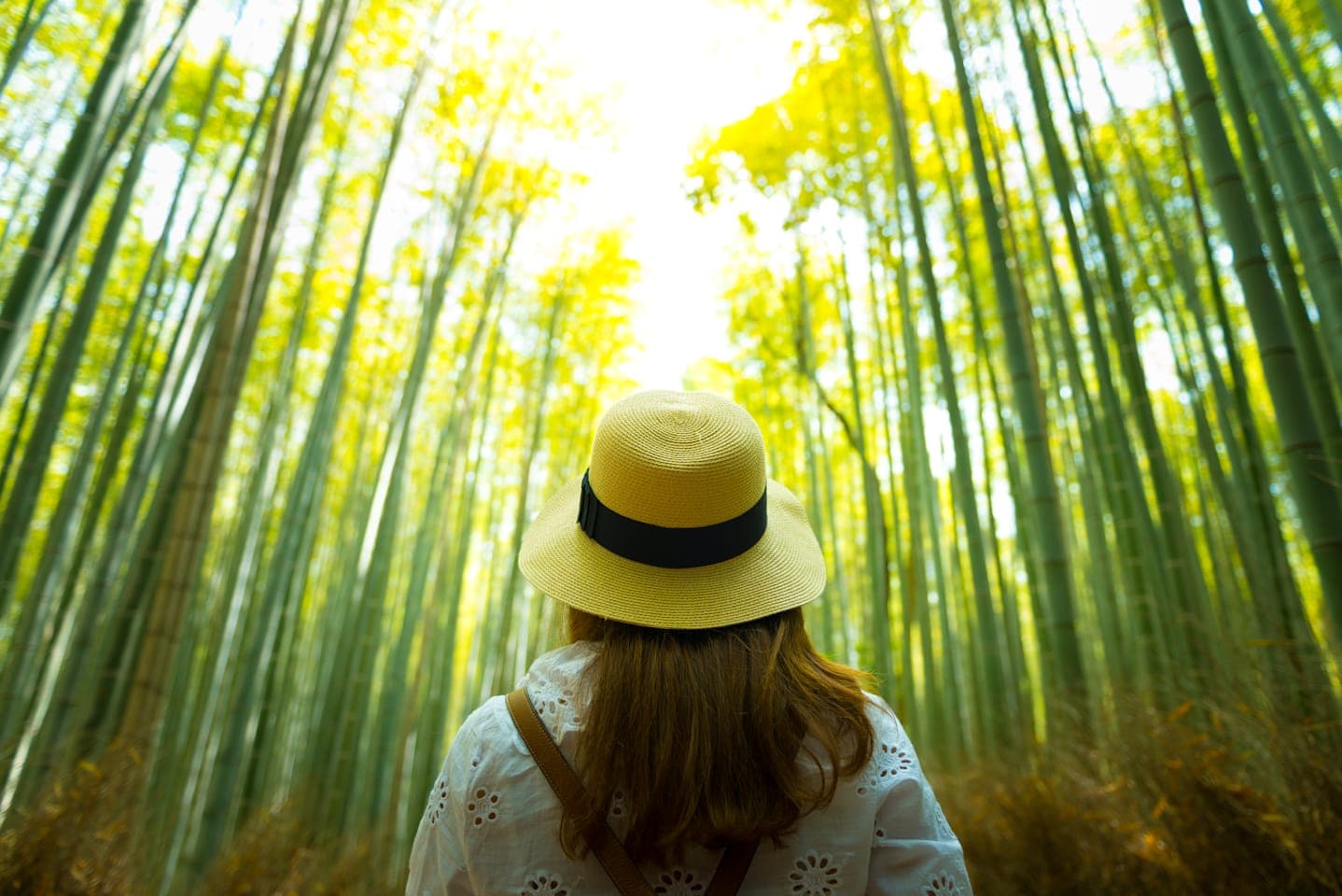 Tour through Arashiyama thumbnail