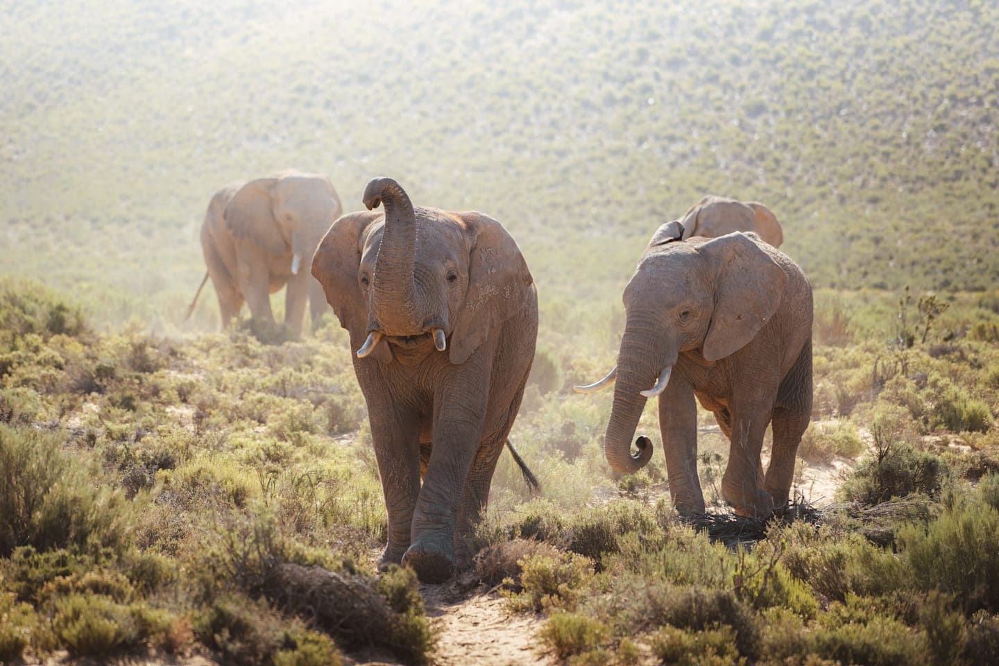 Game drive in the Aquila Game Reserve thumbnail