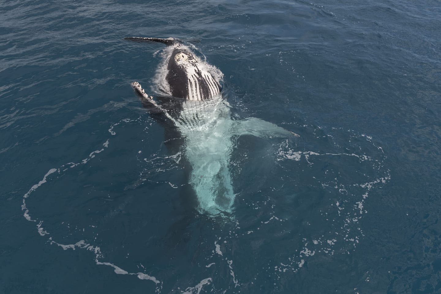 Whale watching tour in Mooloolaba thumbnail